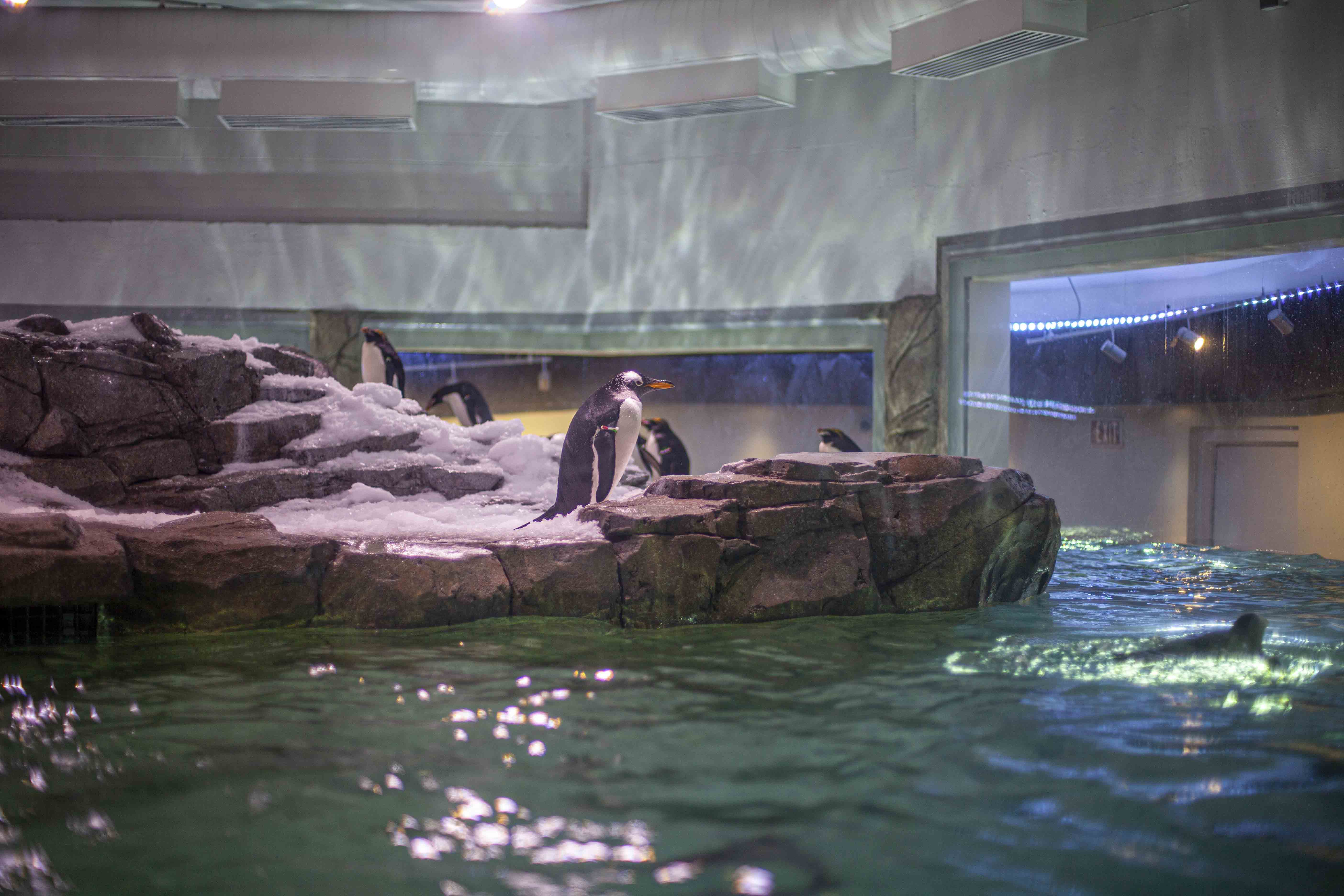 Penguin Chill Exhibit_High Res-30web